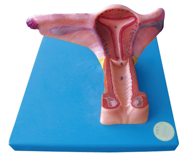 Το θηλυκό εσωτερικό γεννητικό ανθρώπινο πρότυπο οργάνων με 19 θέσεις επιδεικνύεται για την κατάρτιση
