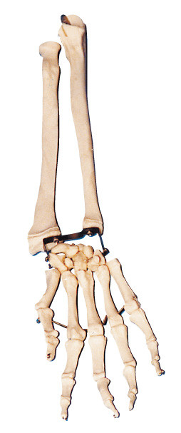 Κόκκαλο φοινικών με τον αγκώνα - κόκκαλο και ακτινωτό εργαλείο κατάρτισης ανατομίας βραχιόνων κόκκαλων πρότυπο