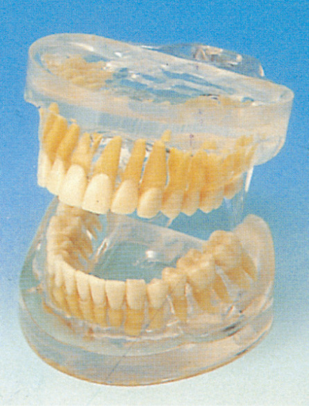 Διαφανές ενήλικο ανθρώπινο πρότυπο δοντιών για τα νοσοκομεία, σχολεία, κατάρτιση κολλεγίων