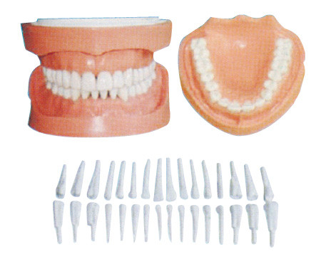 Αποσπάσιμο ανθρώπινο πρότυπο δοντιών με τη ρίζα/τα οδοντικά πρότυπα εκπαίδευσης ασθενών
