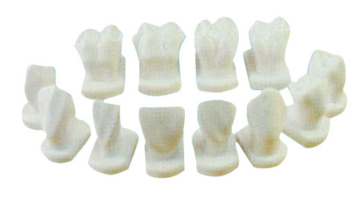 12 είδη προτύπου μορφολογίας δοντιών για τα ανατομικά, οδοντικά πρότυπα εκπαίδευσης ασθενών