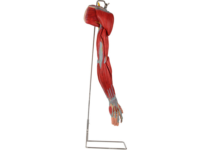 Ανθρώπινο πρότυπο ανατομίας PVC βραχιόνων με τα κύρια νεύρα σκαφών