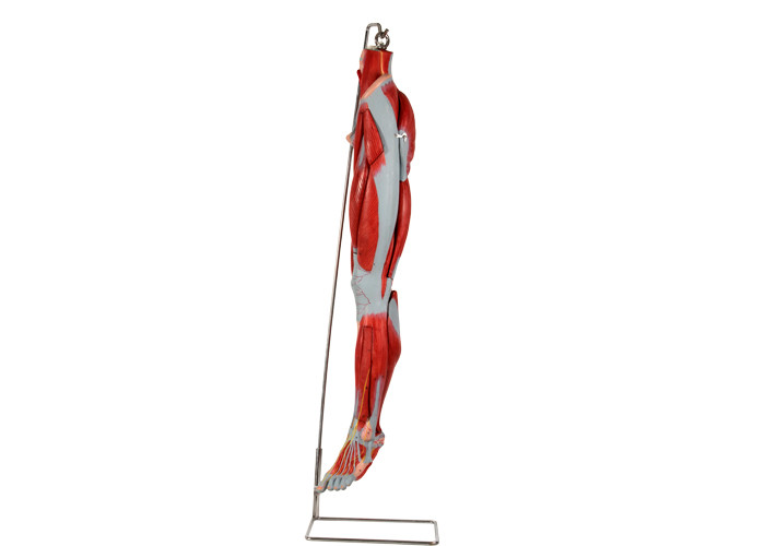 Πρότυπο ανατομίας ποδιών μυών PVC με τα κύρια νεύρα σκαφών για την κατάρτιση