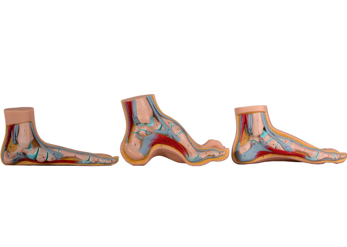 Κανονικό/επίπεδο/σχηματισμένο αψίδα ανατομικό πρότυπο ποδιών για την ιατρική κατάρτιση