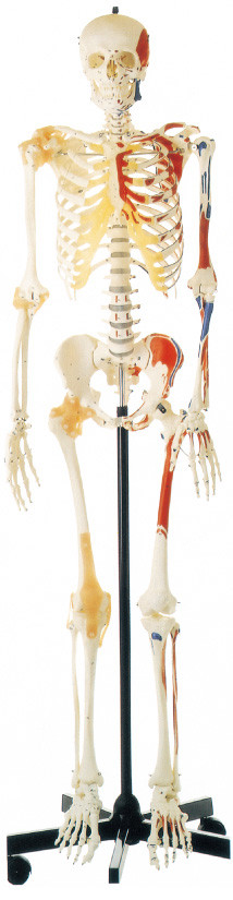 Προώθηση Ανθρώπινου Σκελετού με Μοντέλο Ανθρώπινης Ανατομίας Βαμμένων Μυών στη μία πλευρά