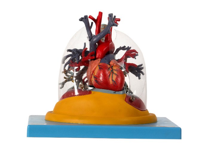 Ανθρώπινος πρότυπος διαφανής πνεύμονας ανατομίας, τραχεία και βρογχικό δέντρο με την καρδιά
