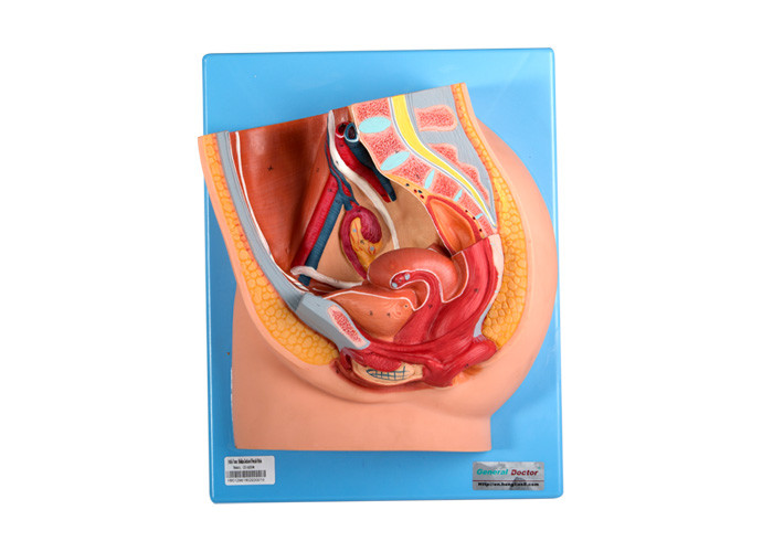 Θηλυκό πρότυπο λεκανών PVC με τα γεννητικά όργανα για την κατάρτιση Ιατρικών Σχολών