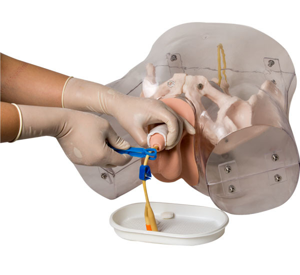 Αρσενικός Urethral προσομοιωτής καθετηριασμού PVC του ISO