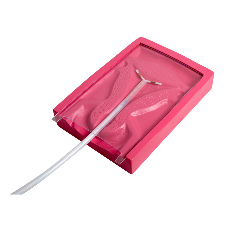 Ιατρικός προσομοιωτής Gynecologic εισαγωγής PVC IUD για ενδομήτριο