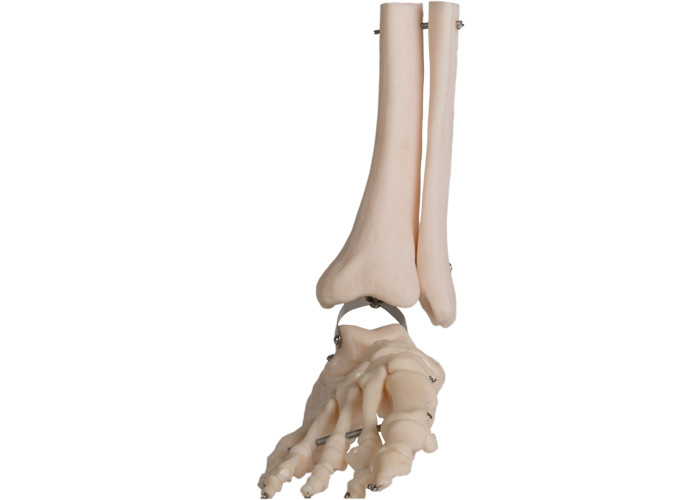 Του ISO PVC ανθρώπινη ανατομίας γραμμή καλωδίων περονών ποδιών ανατομική πρότυπη