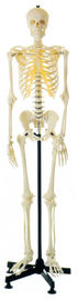 Τεχνητό ανθρώπινο πρότυπο ανατομίας σκελετών ανθρώπινο για την ανατομική εκμάθηση δομών