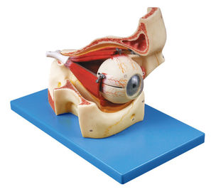 Ο βολβός του ματιού με τα μέρη του ανθρώπινου προτύπου ανατομίας τροχιάς παρουσιάζει το κρανίο και οφθαλμικούς μυς