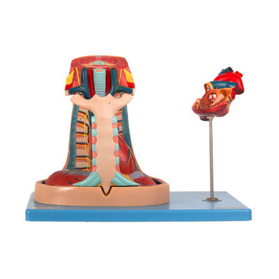 Mediastinum ανατομίας PVC εισαγωγών πρότυπο για την κατάρτιση Ιατρικής Σχολής