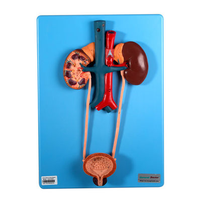 Ο ουρικός τρόπος περιλαμβάνει το νεφρό και την κύστη για τη σχολική εκμάθηση