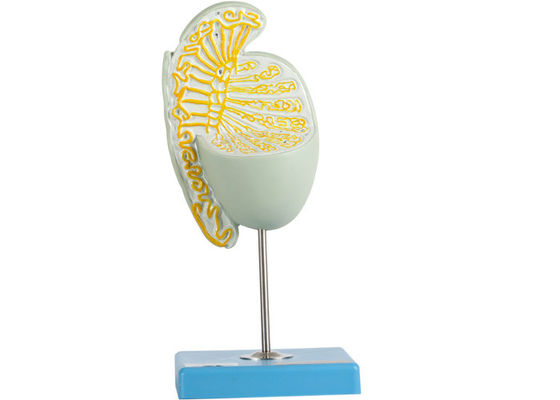 Εσωτερικό ενισχυμένο Struction πρότυπο όρχεων για την κατάρτιση Ιατρικών Σχολών