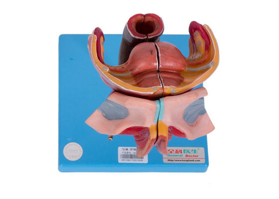 Θηλυκό εξωτερικό και εσωτερικό γεννητικό πρότυπο οργάνων για την κατάρτιση κολλεγίων